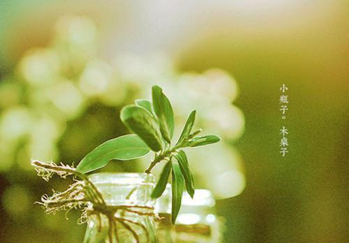 我的侠客女孩常用名字
