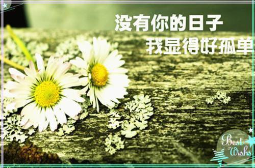 宠物名字大全家族情侣名字