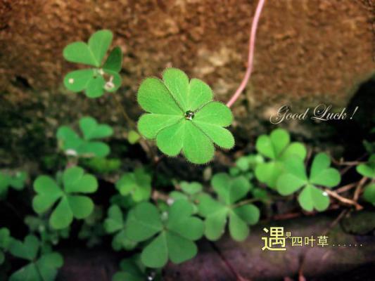 酷酷名字游戏英文情侣名字