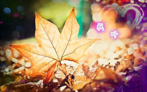 司衍南珂全新章节免费阅读 司衍南珂小说完整版