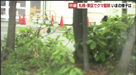 日本札幌市街头熊出没连伤4人 政府发言人：保持警惕