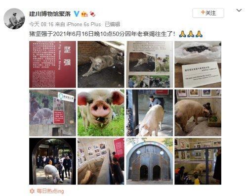 14岁“猪坚强”因年老衰竭去世 身体或被制成标本！