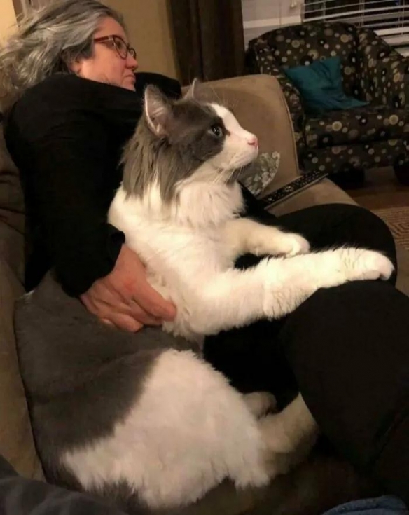 养了一只大大大号猫后，这些铲屎官崩溃了大呼上当！