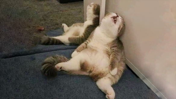 莫名火遍全网！这只睡翻在墙角的猫咪被网友们玩坏了