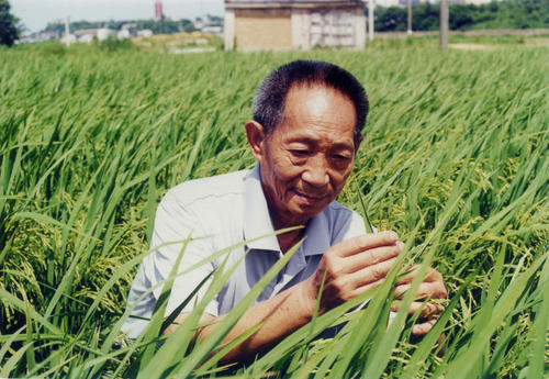 “杂交水稻之父”袁隆平逝世：人固有一死 有人重于泰山
