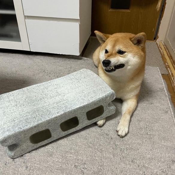 疑似虐狗？柴犬被砖块压到：意外挖掘出狗届影后！
