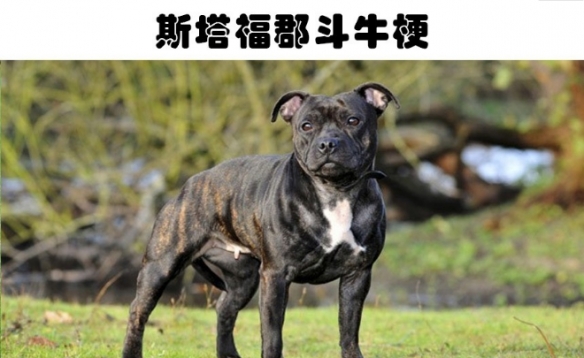 盘点不同国家被禁止饲养的8种狗：肌肉强壮！天性好斗