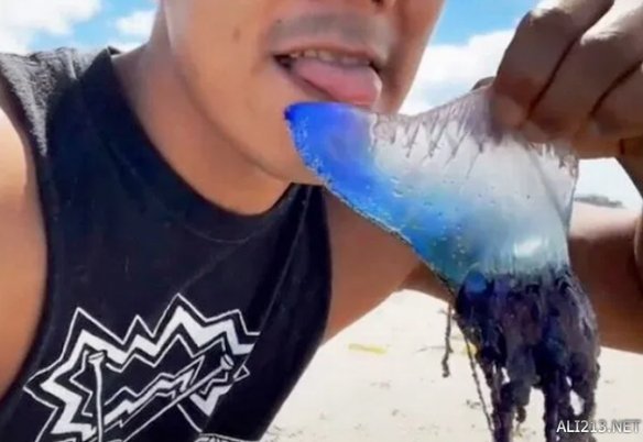 为了流量不要命？网红捡到剧毒僧帽水母后竟伸舌舔舐