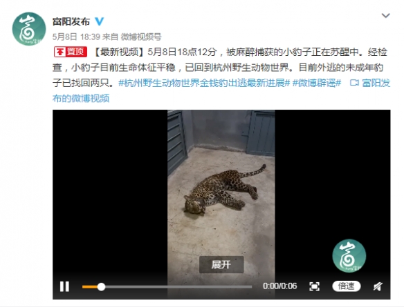 第二只出逃豹子被麻醉捕获！救援队深夜搜寻最后一只