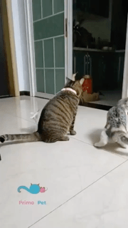 猫猫+奈奈=财富密码 动图 你女朋友说跟教练学跳舞呢