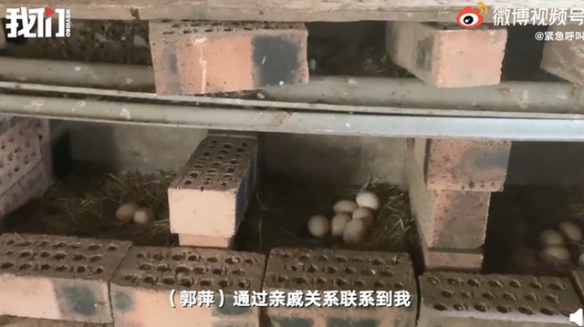 新华社评熟蛋返生：敢写敢发，反智论文何以过审？