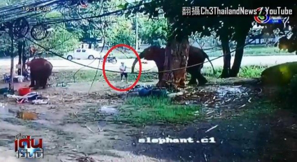 恐怖一幕曝光 泰国游客喂大象时被卷起暴摔当场身亡