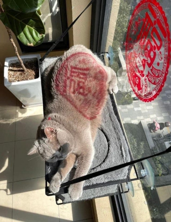 狗头美女身材太赞了！这12张第一眼很容易看错的图片