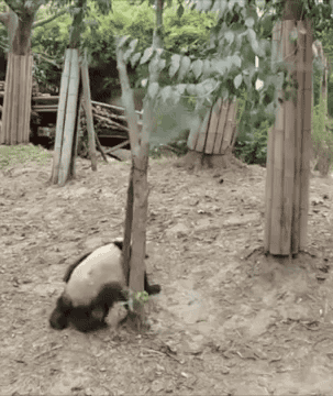 道德的枷锁是沉重的负担 动图 猪生理想就是外焦里嫩