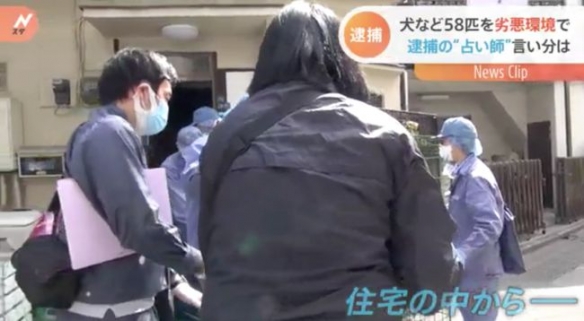 迪士尼在逃巫婆？日本一女子在公寓养58只宠物被逮捕