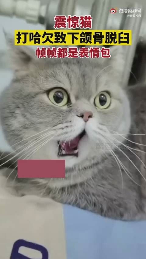 心疼又好笑！猫咪打哈欠下巴脱臼：痛苦的秒变表情包！