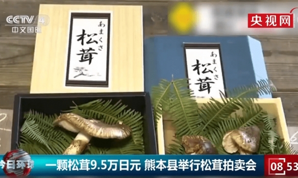 日本松茸拍卖会一颗高达9.6万日元 价格昂贵但好卖！