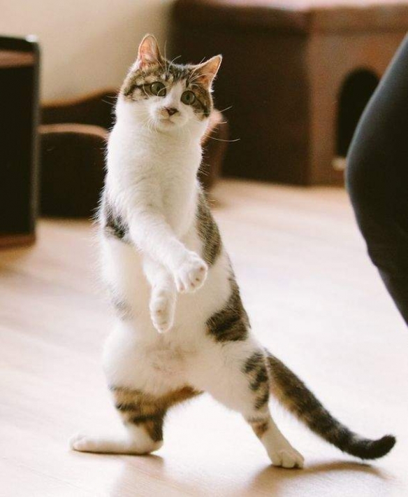 小心我用猫猫拳教你做人！喵星人10大搞笑POSE欣赏