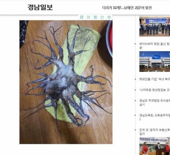 韩国渔民捕获一只32条腿章鱼 日本：我们有96条腿的