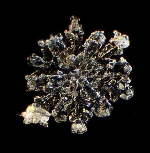 显微镜下神奇的微观宇宙：从未见过颠覆想象的世界！