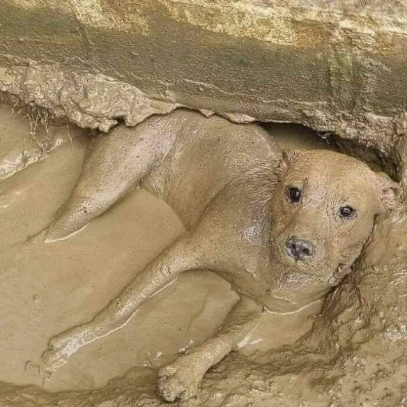每天都遇见新沙雕！国外网友分享狗狗的沙雕照片