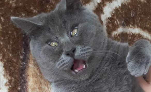 天生自带表情包的猫猫 表情夸张每张都能成为迷惑图