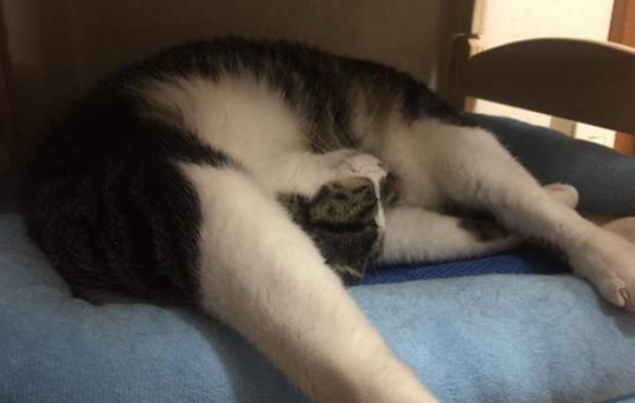 将迷惑沙雕进行到底 网友分享猫猫千奇百怪的睡姿