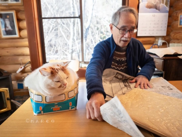 占据电脑又不给摸！长辈与胖猫日常：爷爷被喵皇狠Ｋ