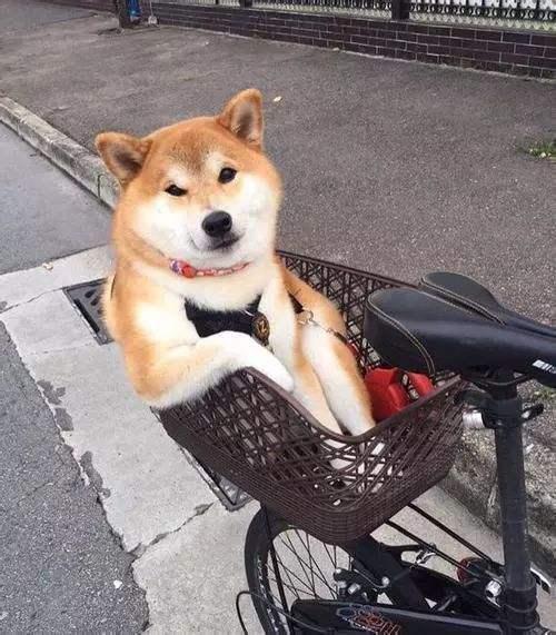 过度联想！可爱柴犬放脚踏车筐挤出肉：下半身消失术！