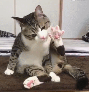 猫奴必试！在喵星人头上放滚轮贴纸：剪指甲超听话？