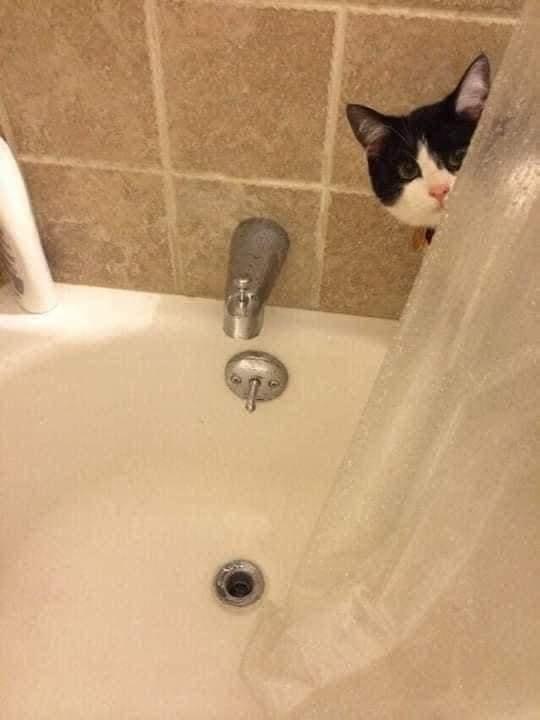 偷窥狂也在所不惜！看人类如厕的猫咪：担心你捡垃圾！