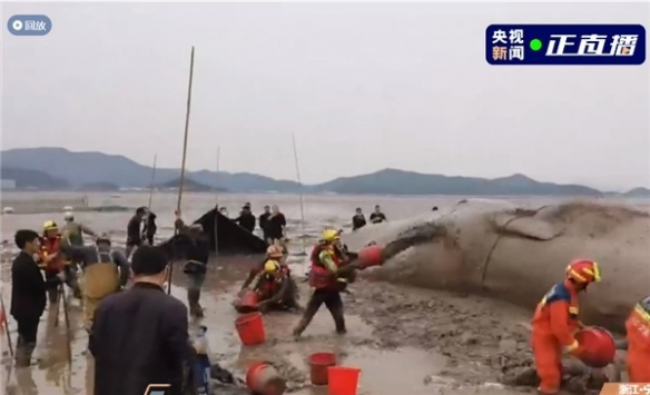 70吨抹香鲸搁浅在宁波象山海域：多方合力，营救成功！