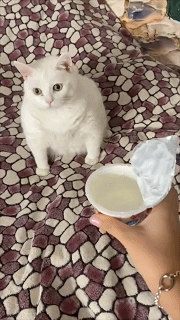 美女上厕所怎么不脱裤子？ 动图 脑子和手各过各的