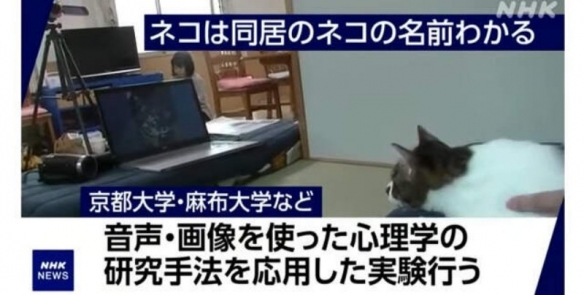 实验证明猫听得懂别人的名字！网友：只是不想搭理！