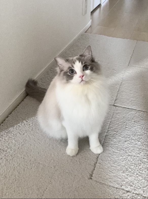高颜值布偶融化你心！猫猫发出狗叫声！网友：披猫皮?