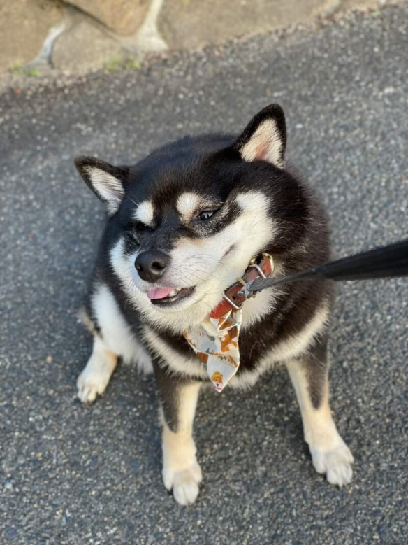 「黑柴拒否犬」瞬间趴下：全身上下都表示不想回家！