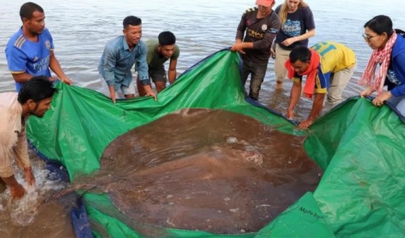 重达300公斤巨型黄貂鱼！湄公河捕获全球最大淡水鱼