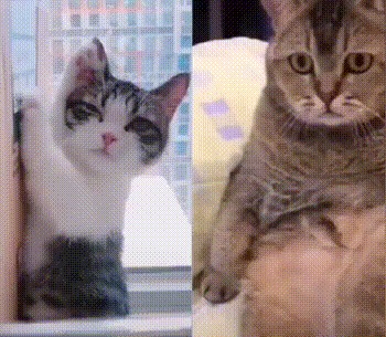 小猫咪的坏心思多的很 动图 在看美女主播时你的样子