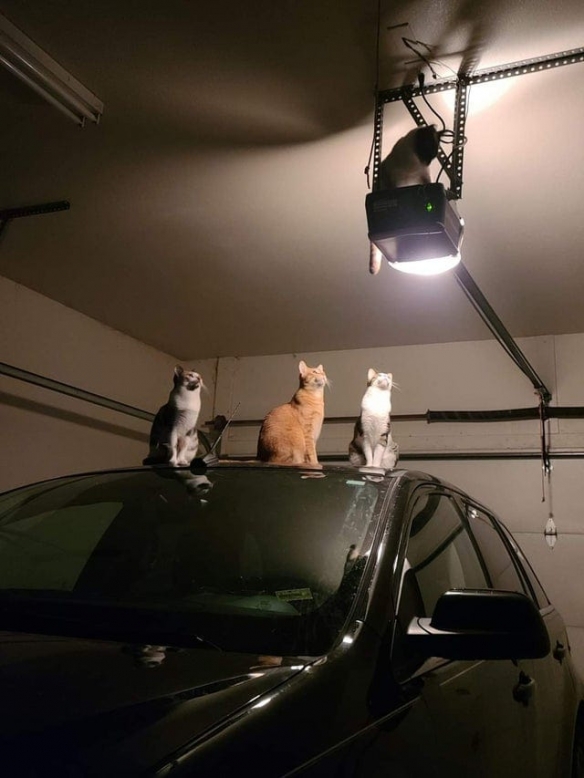 在意想不到的地方！融入环境最真实的“究极躲猫猫”！