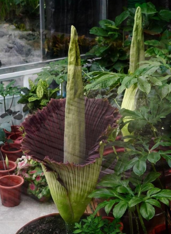 世界最臭的花！国家植物园巨魔芋开花：花期仅48小时