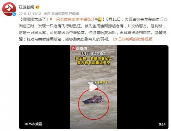 天上的鸟都热晕了！一只老鹰在南京飞行时中暑坠江