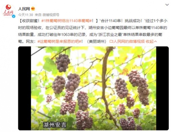 1株葡萄树结出1140串葡萄破纪录 名副其实“葡萄王”