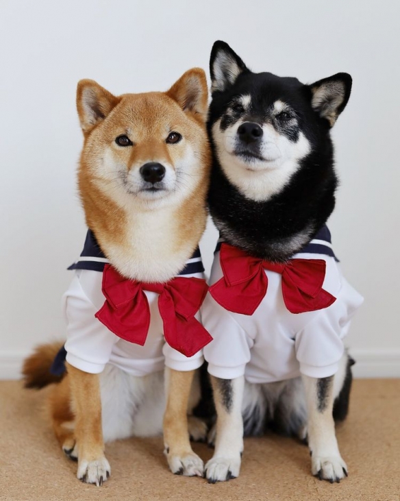 双倍柴柴！激萌柴犬姐妹花合集：可爱的小女生日常！