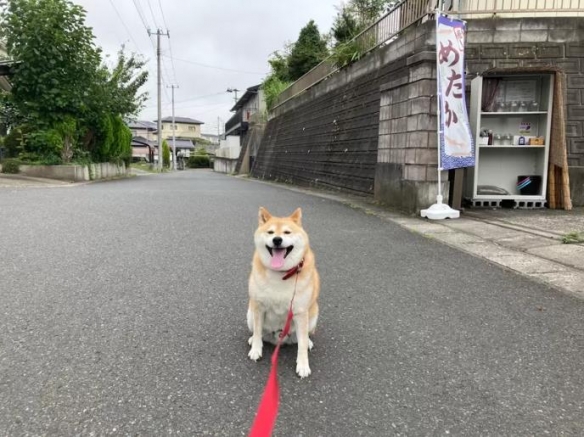 「老了之后想饲养的狗狗」调查：柴犬真的很受欢迎！