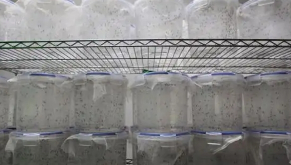 改良蚊子！世界最大蚊子工厂每周培育量超3000万只！