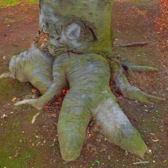 痛哭流涕的恐怖西红柿！网友晒无意中拍到的可怕照片