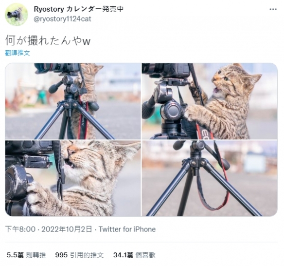 来看你拍了什么！猫咪兼职摄影助理：踮起脚尖超认真！