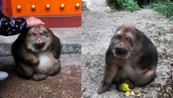羊祜殿独臂猴走红！住持:与寺庙有缘 师太喂养十余年
