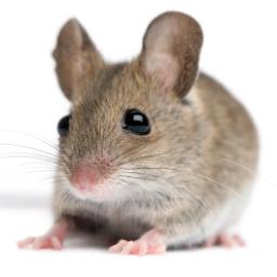 MiceEye 0.9